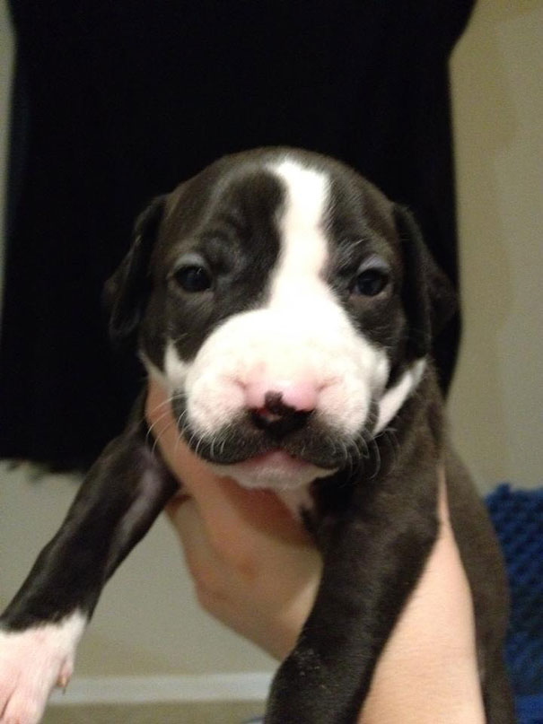 Moustached Puppy Grows Into The Classiest Dog Ever