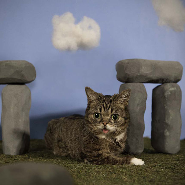 World’s Cutest Dwarf Kitten Becomes Internet Sensation, Hangs Out With Grumpy Cat