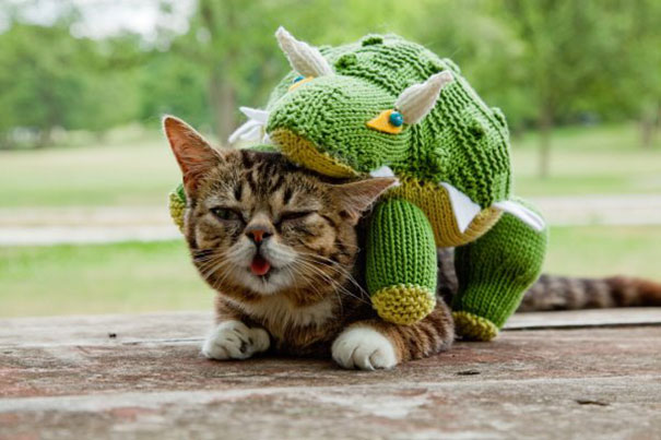 World’s Cutest Dwarf Kitten Becomes Internet Sensation, Hangs Out With Grumpy Cat