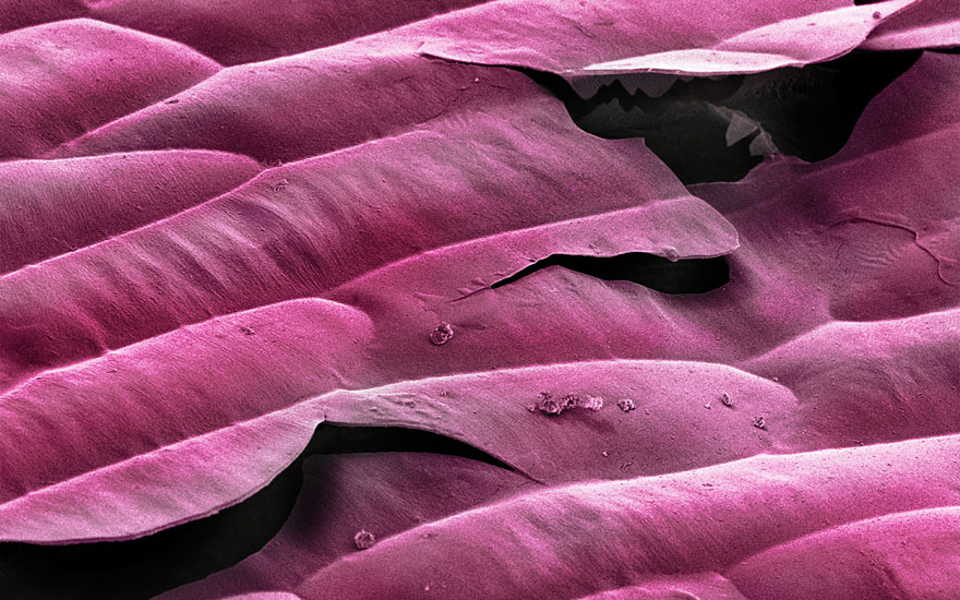Food Photographed With An Electron Microscope by Caren Alpert