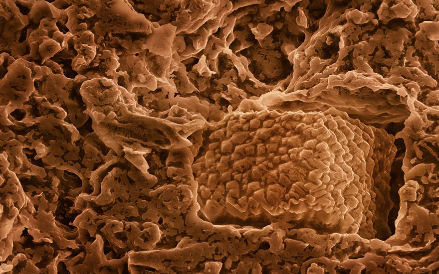 Food Photographed With An Electron Microscope by Caren Alpert