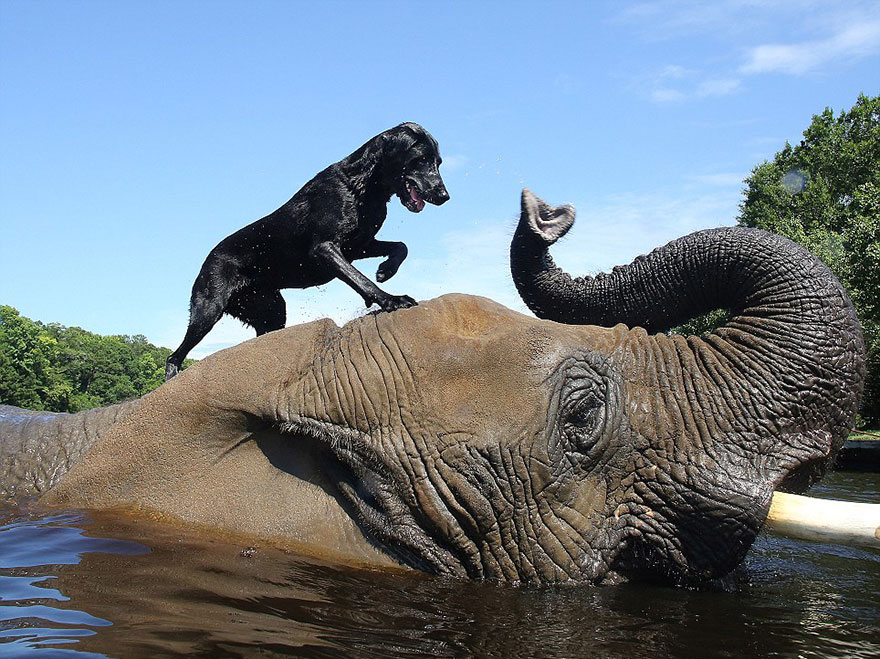 Adorable Friendship Between Elephant and Dog Who Love Playing in the Water