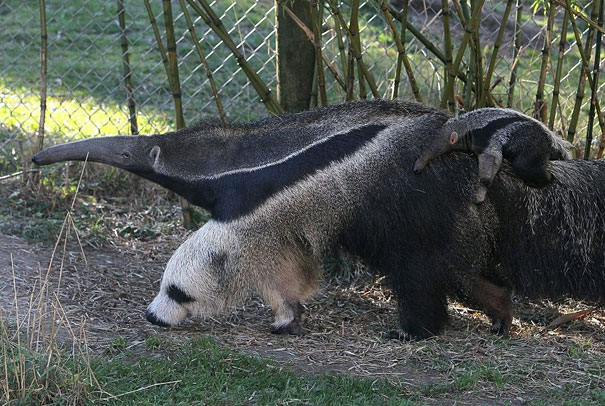 Giant Anteater's Legs Look Like Pandas | Bored Panda