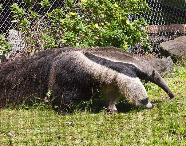 Giant Anteater's Legs Look Like Pandas