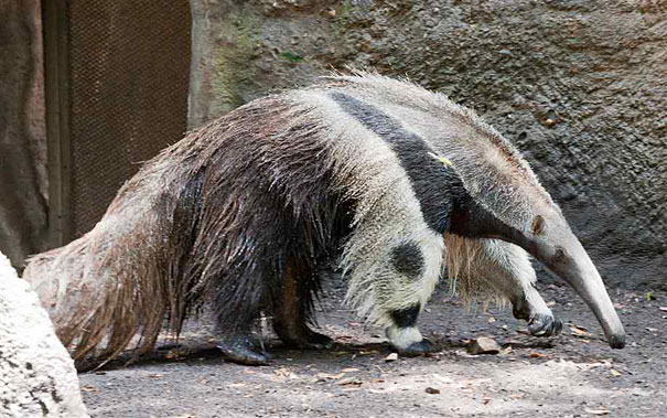 Giant Anteater's Legs Look Like Pandas