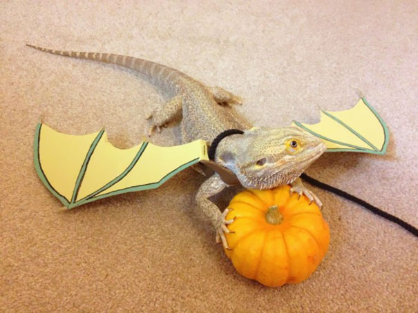 21 Creative and Funny Halloween Costumes For Pets