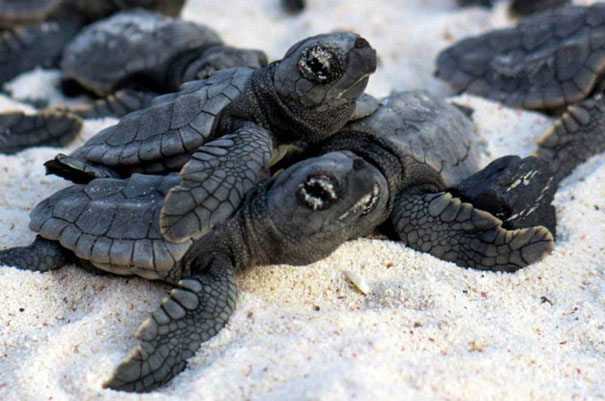 Human Wall Helps Baby Turtles Reach the Sea
