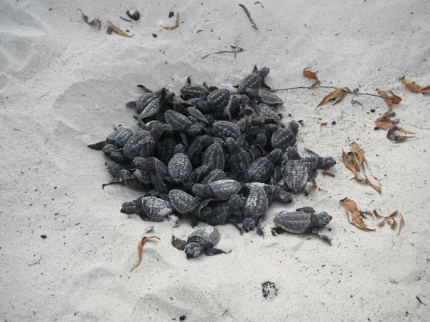 Human Wall Helps Baby Turtles Reach the Sea