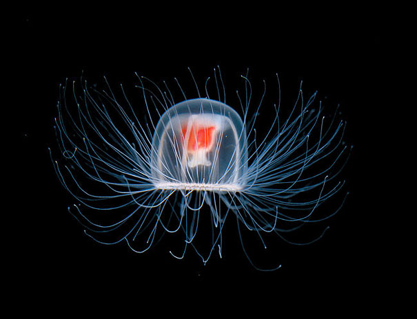 Immortal Jellyfish: The Only Known Species Known to Live Forever