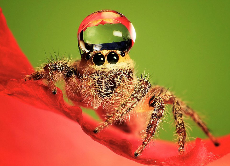 Image result for spider wearing water droplet as hat