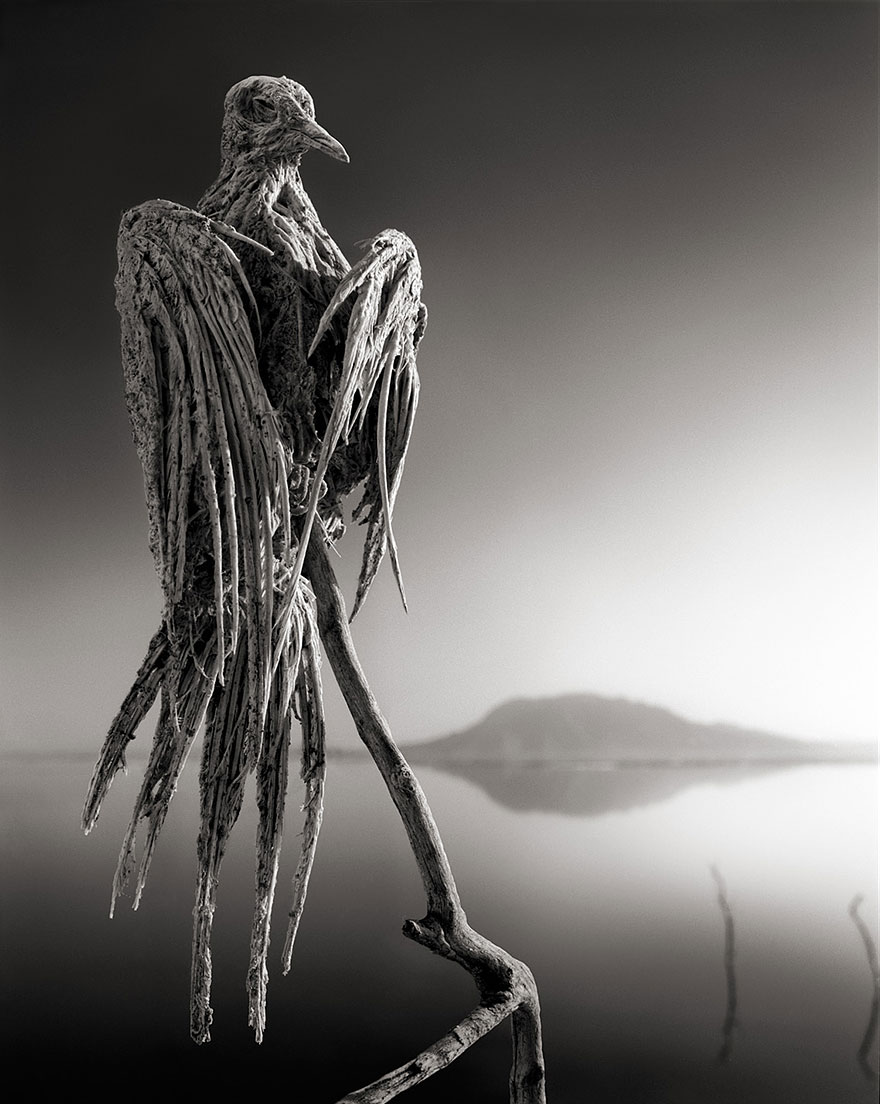 Deadly African Lake Turns Birds Into Salt Statues