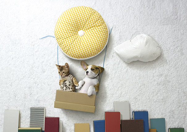 Puppies and Kittens Have Imaginative Adventures With Household Objects