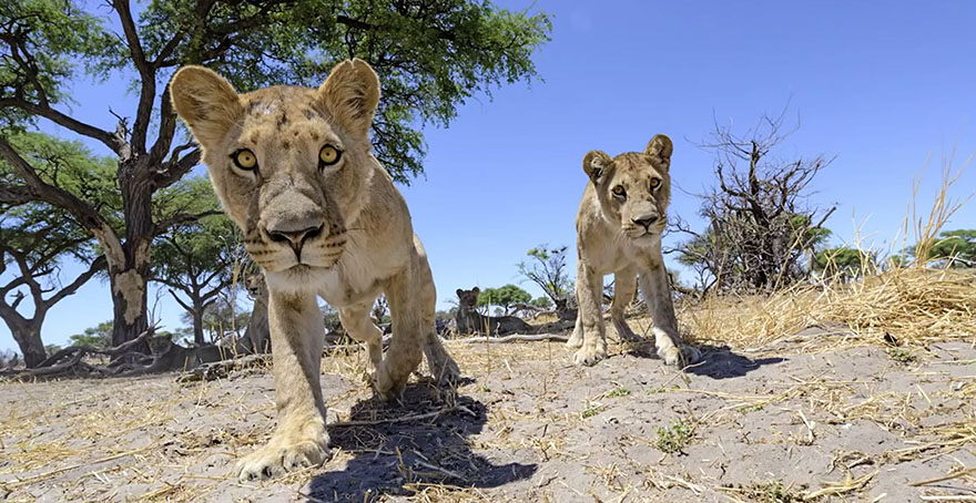 Photographer Puts Camera On Radio-Controlled Buggy To Take Close-Up Photos Of Lions In Botswana [VIDEO]