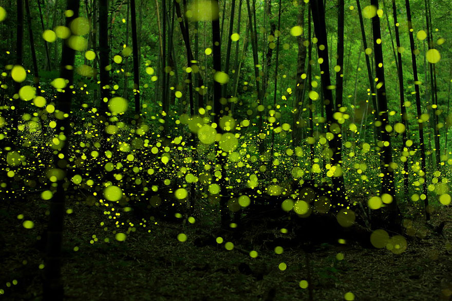Dream-Like Long Exposure Photos of Fireflies in Nagoya, Japan