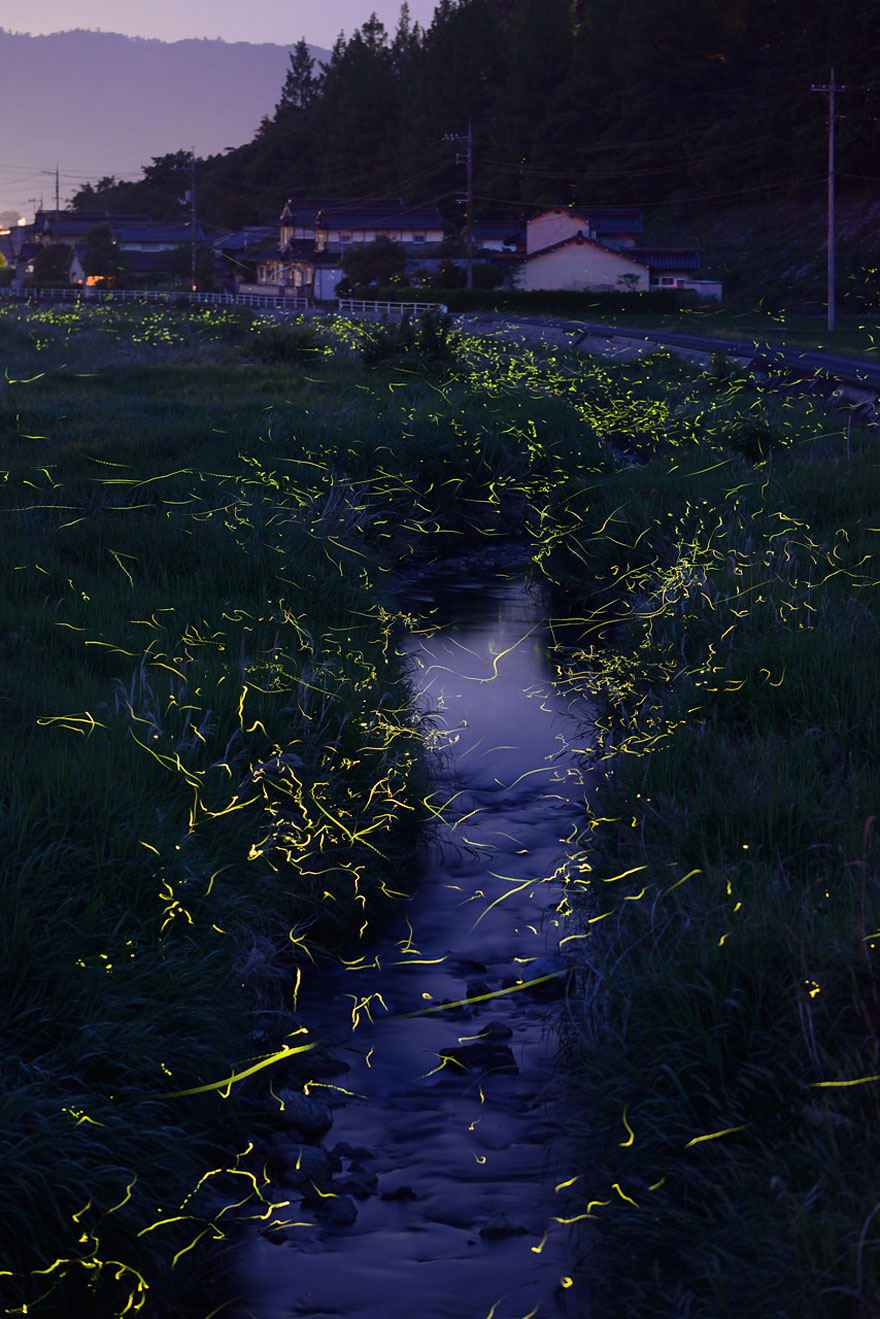 Dream-Like Long Exposure Photos of Fireflies in Nagoya, Japan
