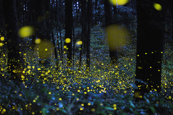 Surreal Long Exposure Photos of Gold Fireflies