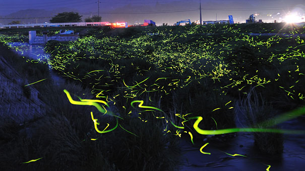 Surreal Long Exposure Photos of Gold Fireflies