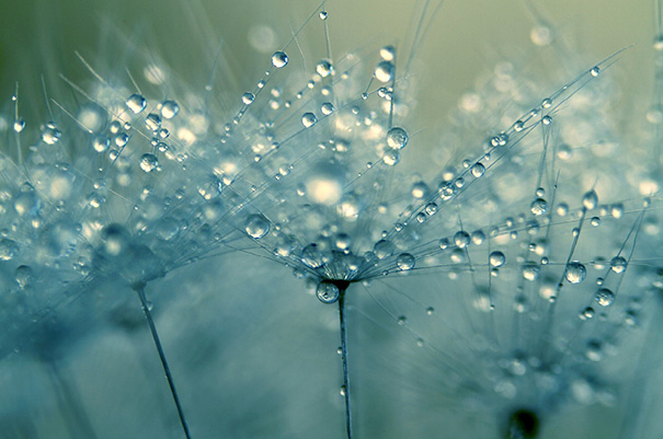 Amazing Macro Shots of Dew-Soaked Dandelions