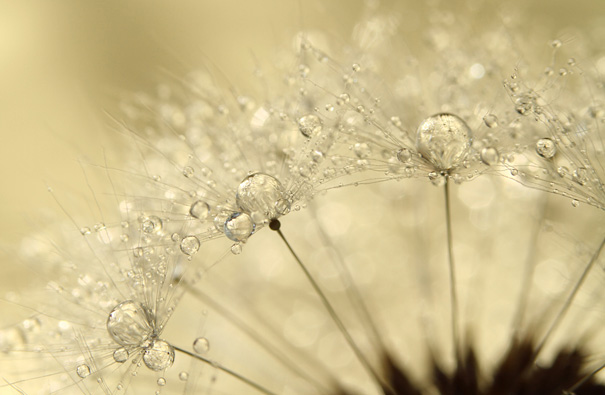 Amazing Macro Shots of Dew-Soaked Dandelions
