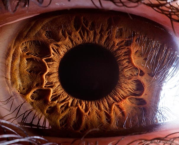 Extreme Close-Ups of Animal Eyes