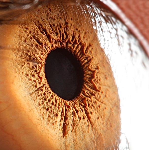 Check Out These Stunning Close-up Photos of the Human Eye