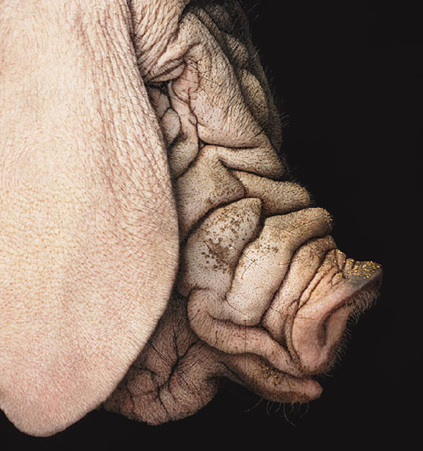 More than Human: Animal Portraits by Tim Flach