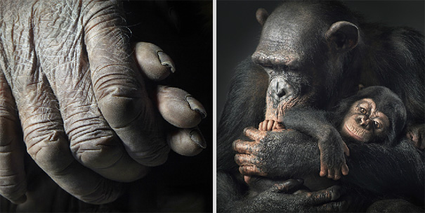 More than Human: Animal Portraits by Tim Flach
