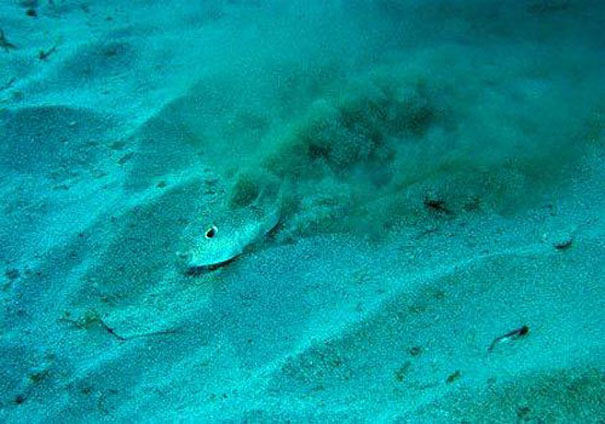 Mysterious Underwater Circles Found near Japan