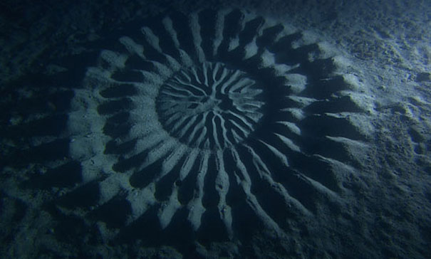 Mysterious Underwater Circles Found near Japan