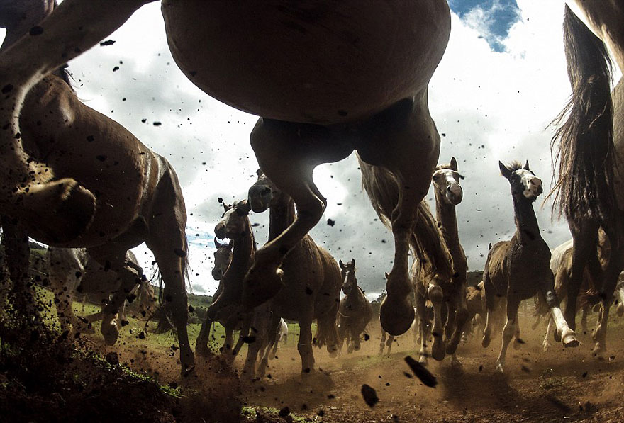 22 Best Wildlife Photos From National Geographic Traveler Photo Contest