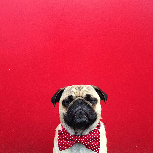 Meet Norm, Pug With the Best Selfies on the Internet