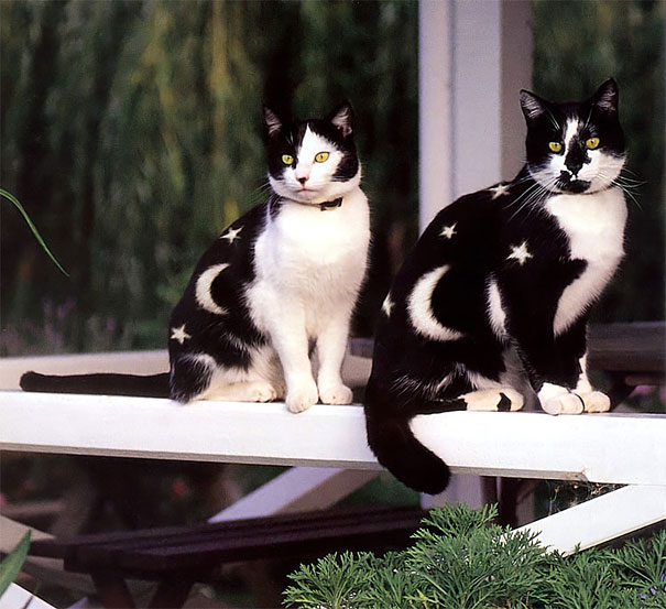 Controversial Pictures of Painted Cats
