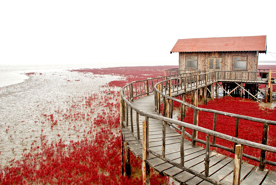 Incredible Red Beach in Panjin, China
