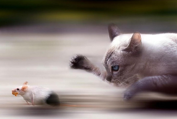 50 Perfectly Timed Animal Photos