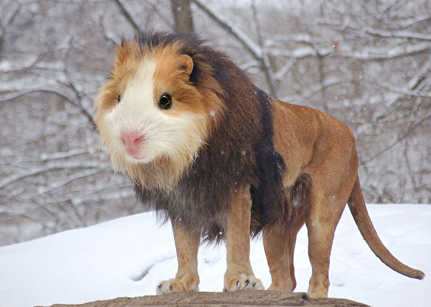 15 New Animal Species Bred in Photoshop | Bored Panda