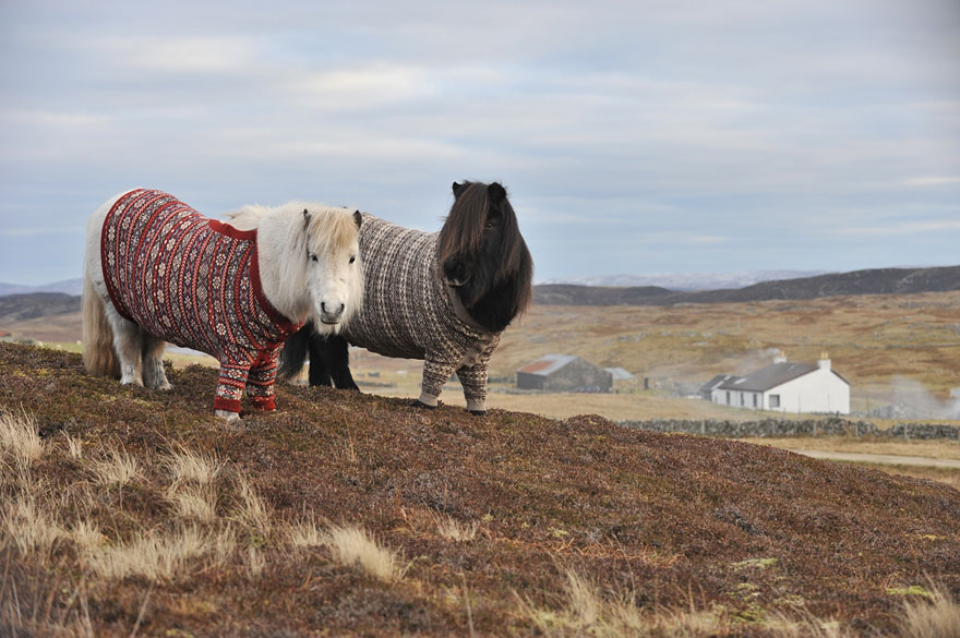 Lovely Shetland Ponies Dressed in Sweaters to Promote Scotland