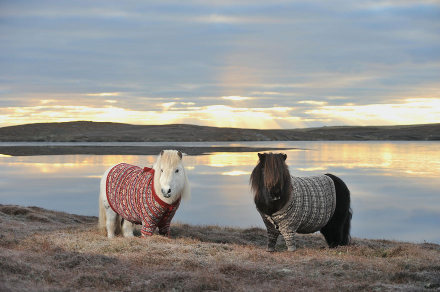 Lovely Shetland Ponies Dressed in Sweaters to Promote Scotland