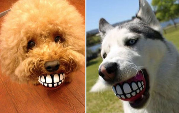 dog ball teeth funny