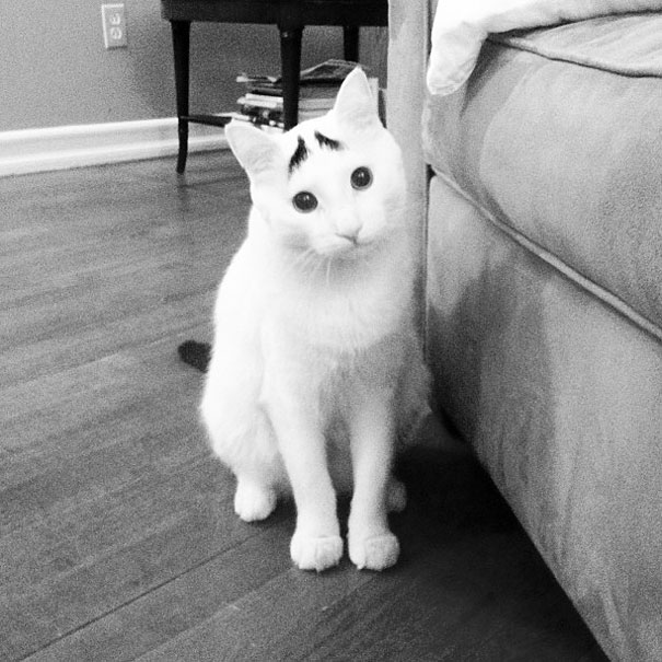 Meet Sam, The Cat With Eyebrows