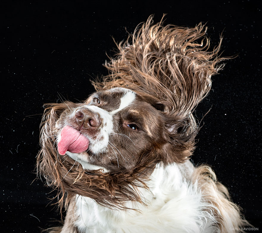 Shake: Slow Motion Photos Of Dogs Shaking Their Heads Published As Book