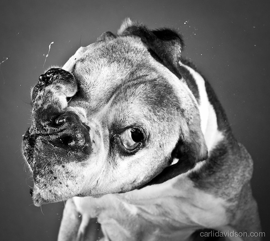 Shake: Slow Motion Photos Of Dogs Shaking Their Heads Published As Book