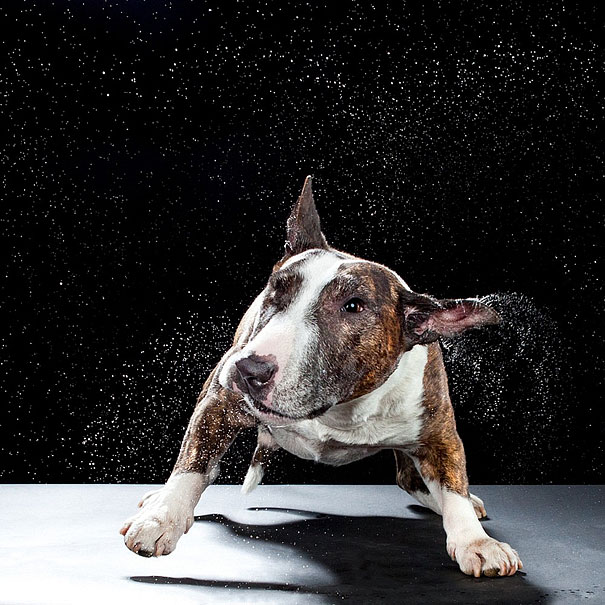 Shake: Dogs Caught In Motion by Carli Davidson