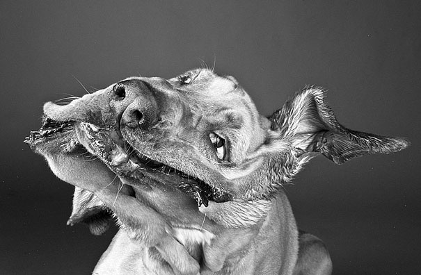Shake: Dogs Caught In Motion by Carli Davidson