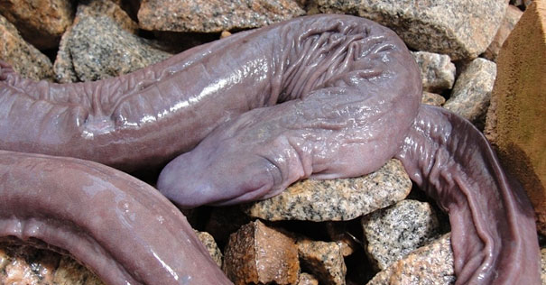 21 More Weird Animals You Didn’t Know Exist