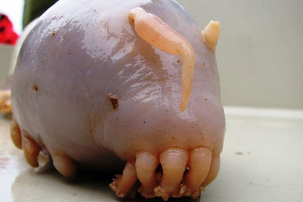 21 More Weird Animals You Didn’t Know Exist