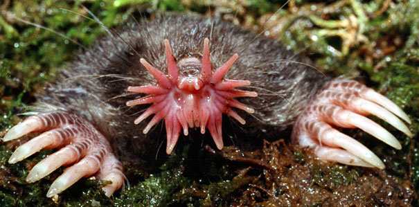 22 Strange Animals You Probably Didn't Know Exist