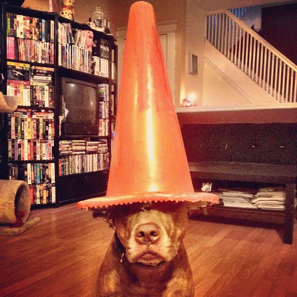Meet Scout, The World's Most Patient Dog Who Can Balance Anything On His Head