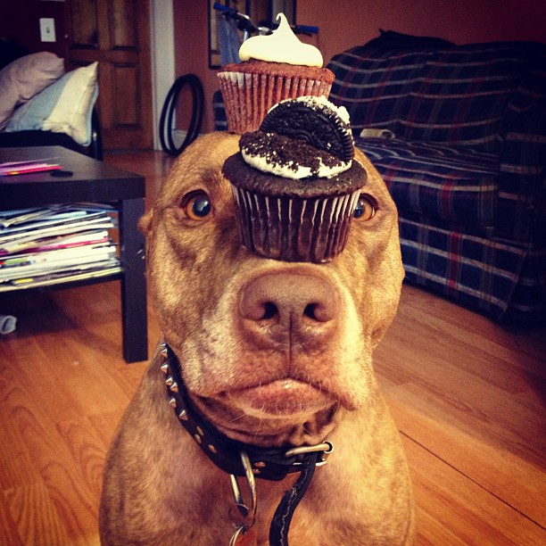 Meet Scout, The World's Most Patient Dog Who Can Balance Anything On His Head
