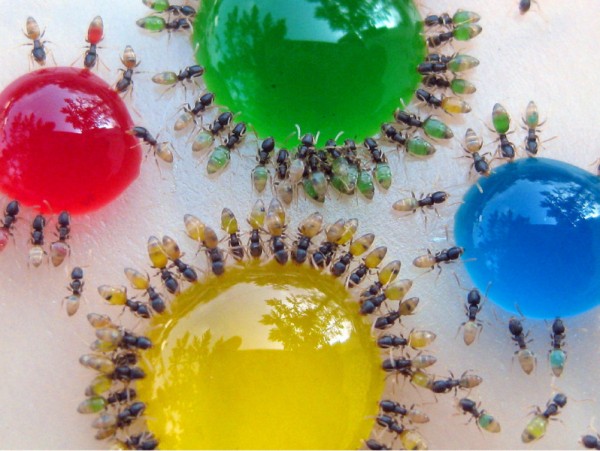 Translucent Ants Eating Colored Liquids