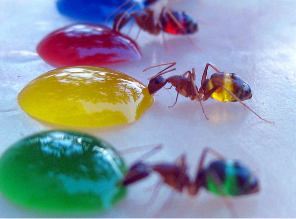 Translucent Ants Eating Colored Liquids
